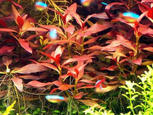 Load image into Gallery viewer, Ludwigia Glandulosa