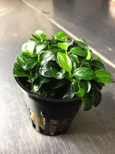 Load image into Gallery viewer, Anubias Nana 'Petite'
