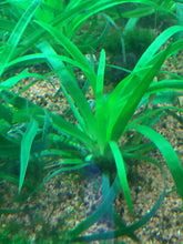 Load image into Gallery viewer, Eriocaulon Sp Vietnam
