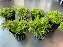 Load image into Gallery viewer, Pogostemon Helferi
