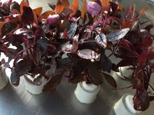 Load image into Gallery viewer, Alternanthera Sessilis
