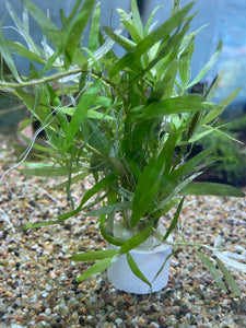 Heteranthera Zosterifolia