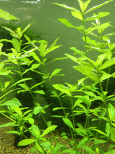 Load image into Gallery viewer, Hygrophila Polysperma