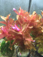 Load image into Gallery viewer, Rotala Macrandra