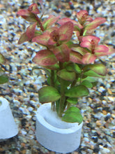 Load image into Gallery viewer, Ludwigia senegalensis 'Guinea'