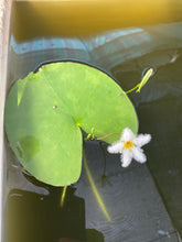 Load image into Gallery viewer, Nymphoides Indica
