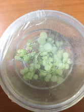 Load image into Gallery viewer, Anubias Nana Variegated (TC)