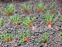 Load image into Gallery viewer, Eriocaulon blood vomit