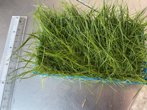 Eleocharis Acicularis (Hairgrass)