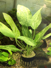 Load image into Gallery viewer, Echinodorus Marble Queen
