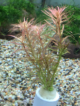 Load image into Gallery viewer, Ludwigia Pantanal