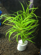 Load image into Gallery viewer, Juncus Repens