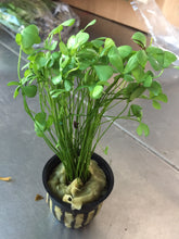 Load image into Gallery viewer, Marsilea Crenata