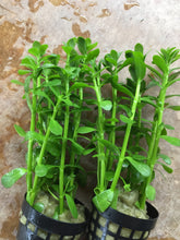 Load image into Gallery viewer, Bacopa Monnieri