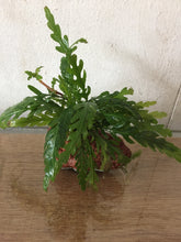 Load image into Gallery viewer, Hygrophila pinnatifida (Rocks)