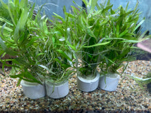 Load image into Gallery viewer, Heteranthera Zosterifolia