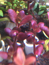 Load image into Gallery viewer, Bacopa Salzmannii