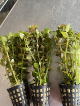 Load image into Gallery viewer, Bacopa Caroliniana