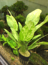 Load image into Gallery viewer, Echinodorus Marble Queen