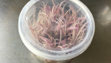 Load image into Gallery viewer, Cryptocoryne Flamingo
