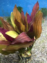 Load image into Gallery viewer, Echinodorus Horemanii Red
