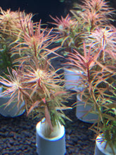 Load image into Gallery viewer, Ludwigia Pantanal