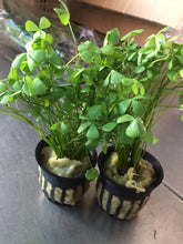 Load image into Gallery viewer, Marsilea Crenata