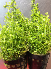 Load image into Gallery viewer, Micranthemum Micranthemoides (Pearl Weed)
