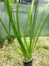 Load image into Gallery viewer, Vallisneria Spiralis