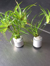 Load image into Gallery viewer, Juncus Repens
