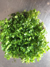 Load image into Gallery viewer, Hemianthus callitrichoides (Baby Tears)(Per Cup)