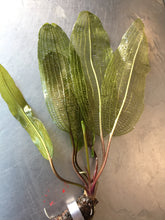 Load image into Gallery viewer, Aponogeton Madagascariensis
