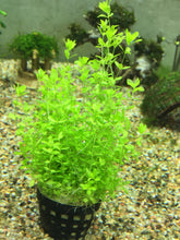 Load image into Gallery viewer, Micranthemum Micranthemoides (Pearl Weed)
