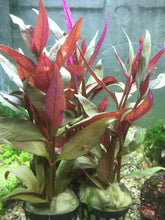 Load image into Gallery viewer, Alternanthera Lilacina