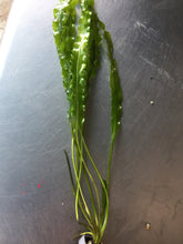 Load image into Gallery viewer, Aponogeton Longiplumulosus