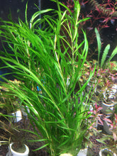 Load image into Gallery viewer, Potamogeton Gayi