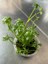 Load image into Gallery viewer, Ranunculus Inundatus