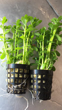 Load image into Gallery viewer, Bacopa Monnieri