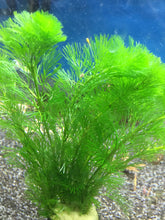 Load image into Gallery viewer, Cabomba Caroliniana