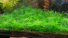 Load image into Gallery viewer, Pogostemon Helferi