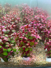 Load image into Gallery viewer, Ludwigia Super Red
