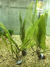 Load image into Gallery viewer, Aponogeton Madagascariensis