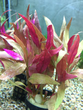 Load image into Gallery viewer, Alternanthera Rosaefolia