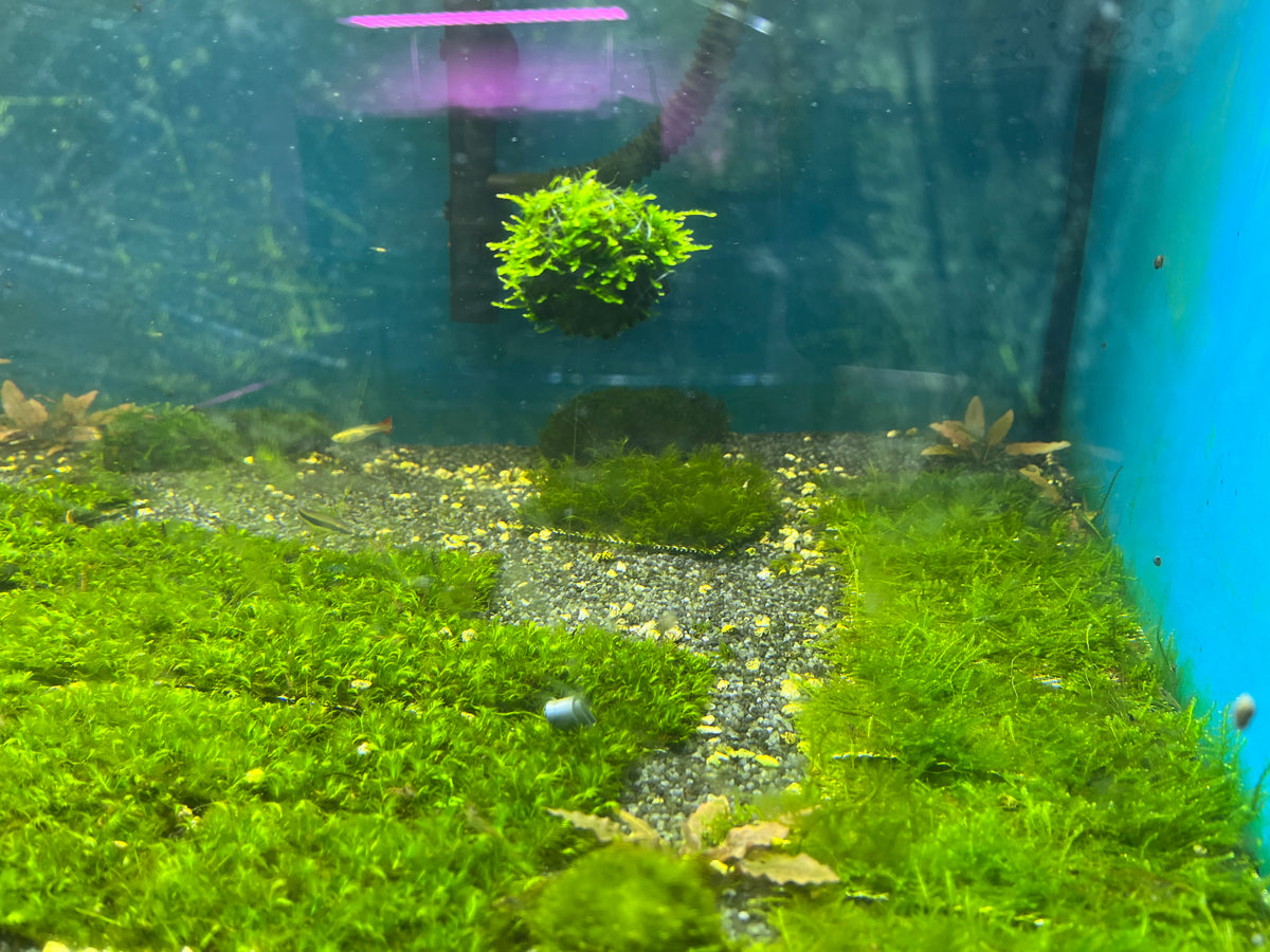 Floating Christmas Moss Ball – Nature Aquariums USA