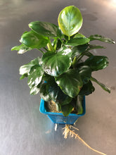 Load image into Gallery viewer, Anubias Nana Coin
