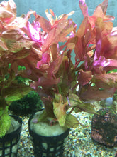 Load image into Gallery viewer, Rotala Macrandra