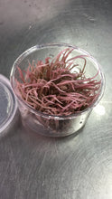 Load image into Gallery viewer, Cryptocoryne Flamingo
