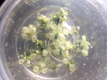 Load image into Gallery viewer, Anubias Nana Variegated (TC)