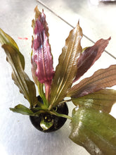 Load image into Gallery viewer, Echinodorus Horemanii Red