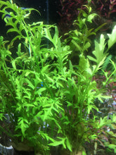 Load image into Gallery viewer, Ceratopteris Thalictroides